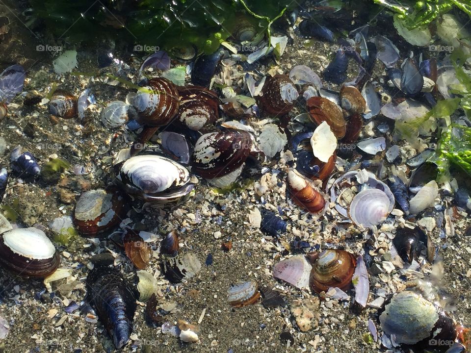Shells at the beach.
