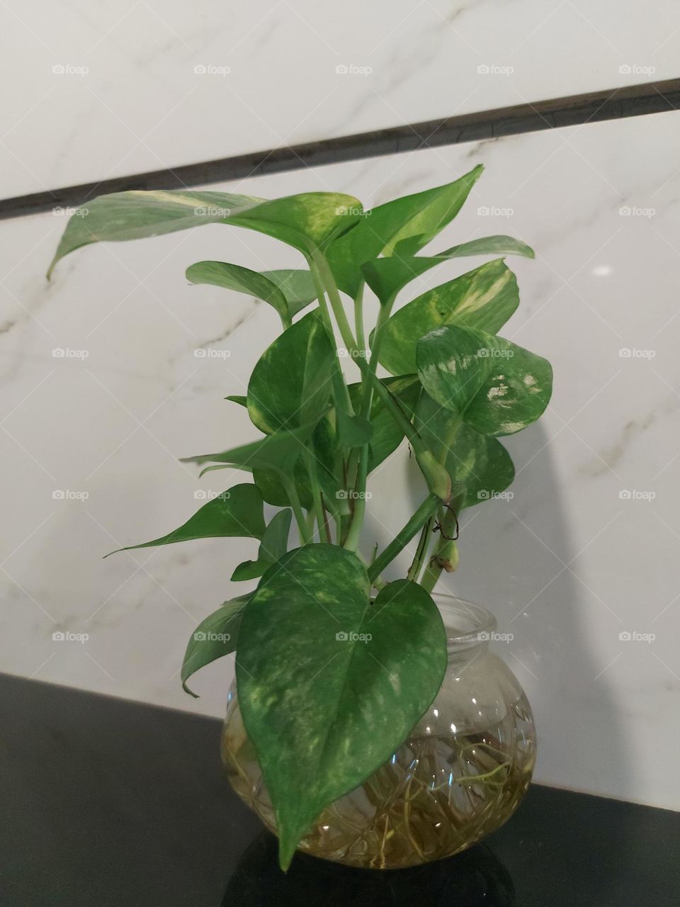 plant in a pot of water