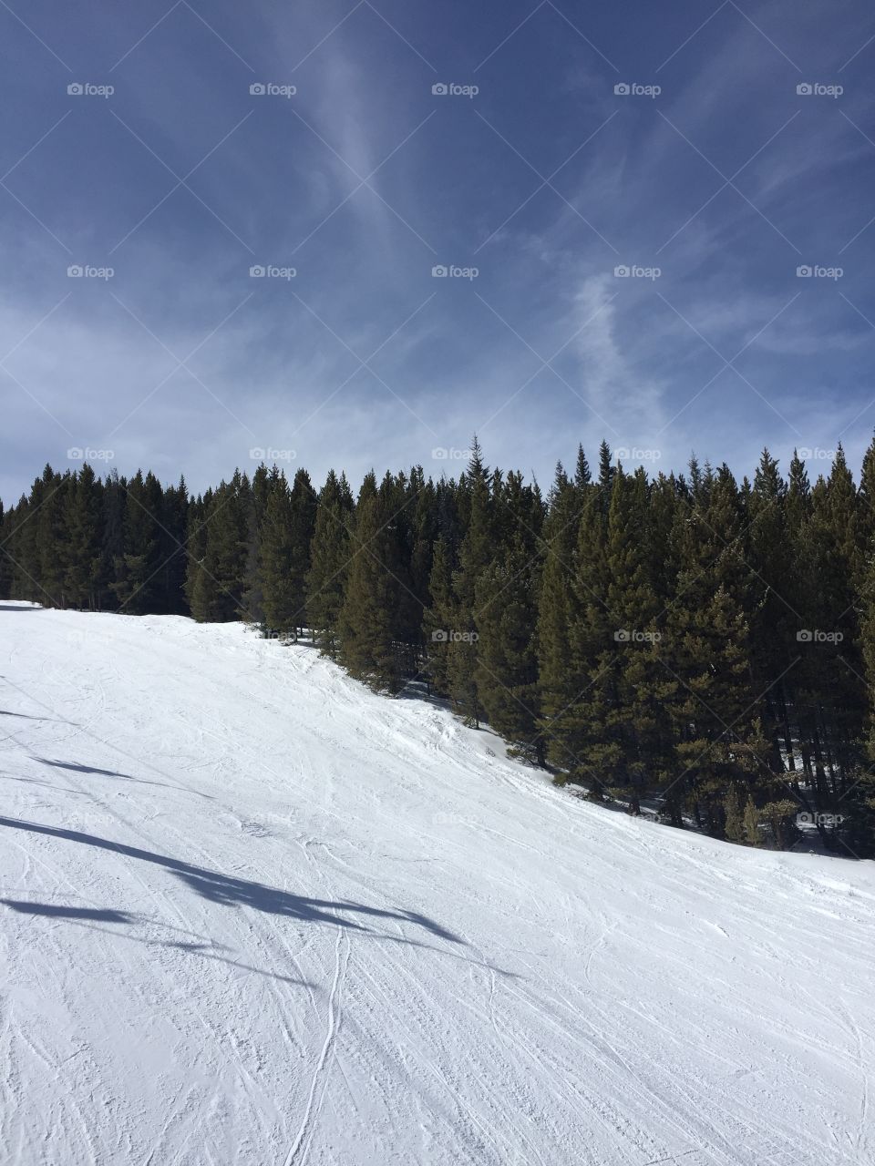 Tree lined ski slopes