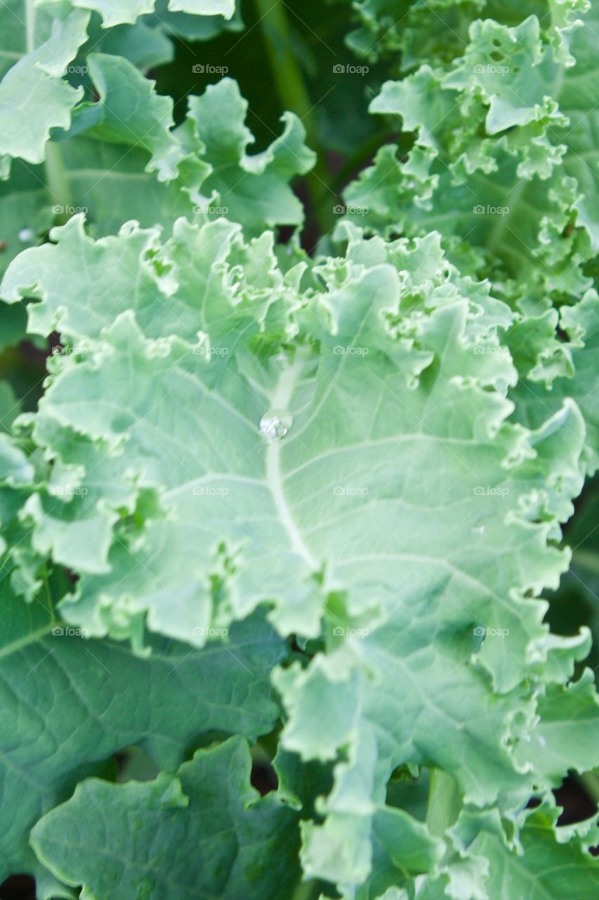 Curly kale plant leaves