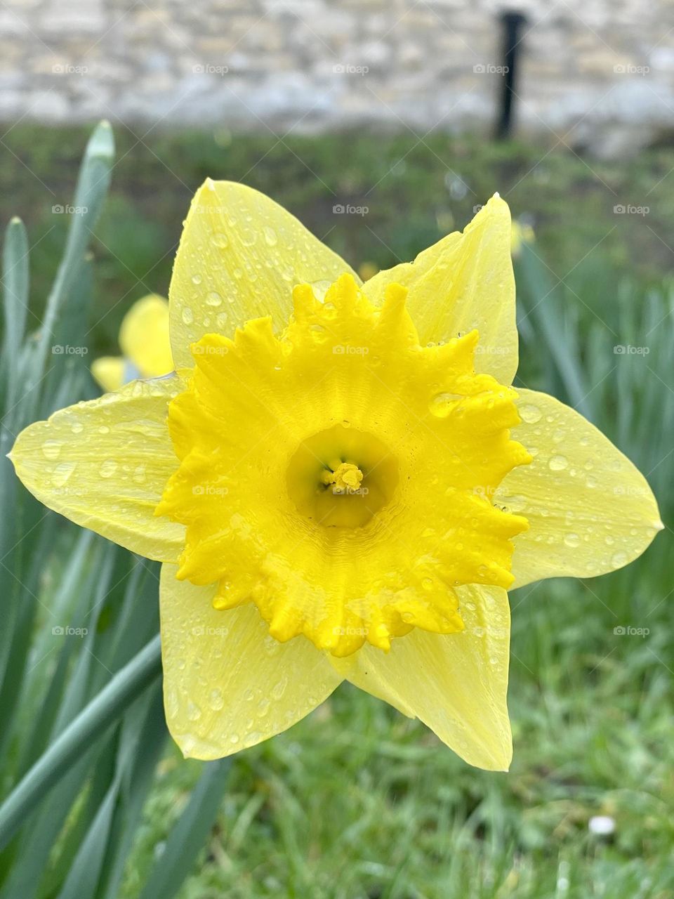 Yellow daffodil 🌼