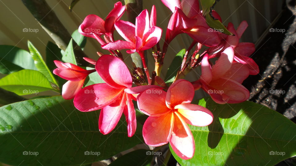 red frangipani