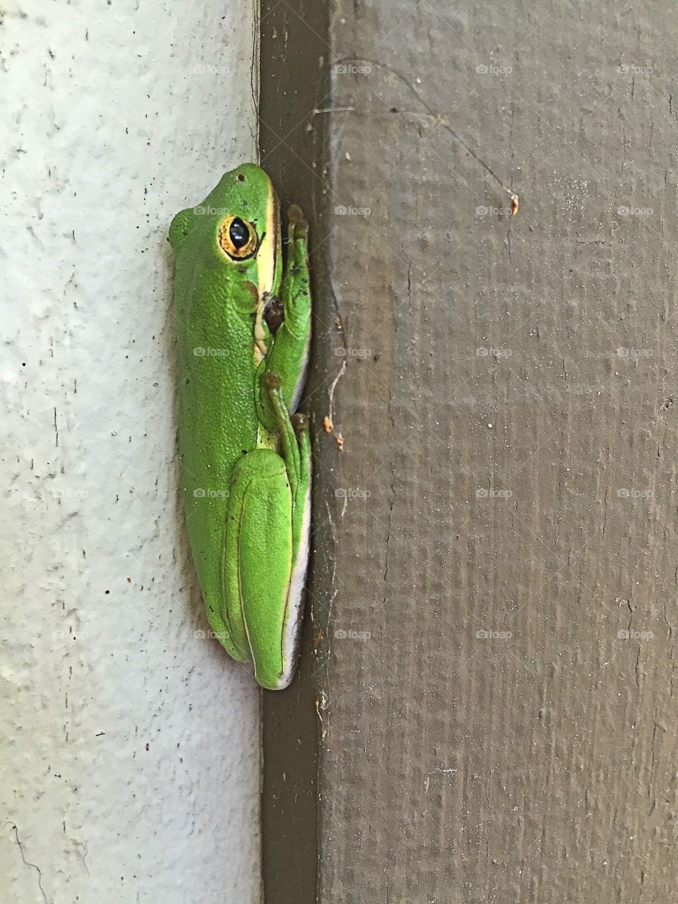 Green frog 