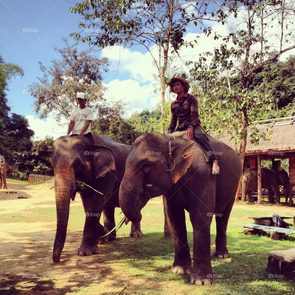 Elephant camp in Luang Prabang