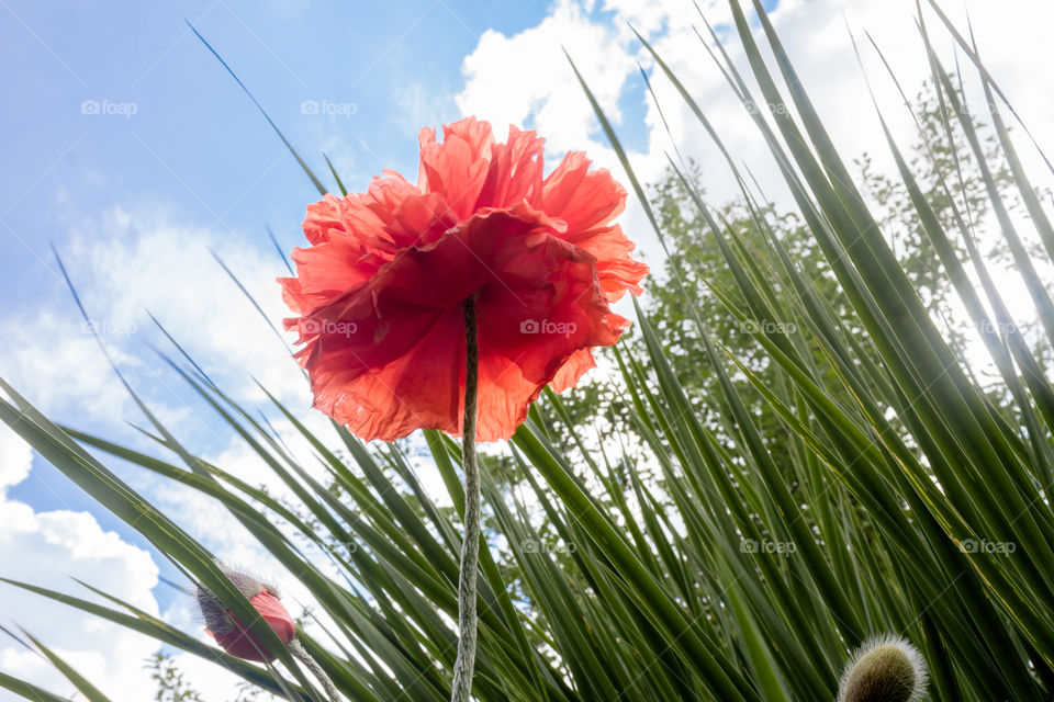 lush poppy flower - view from below