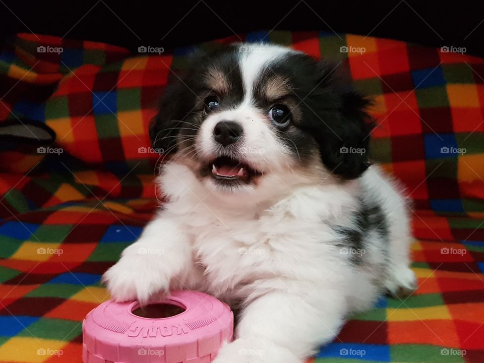 Puppy with her Kong