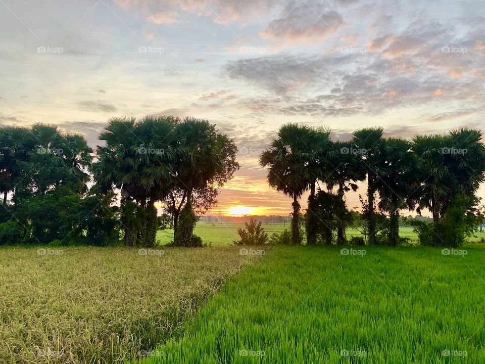 Nature