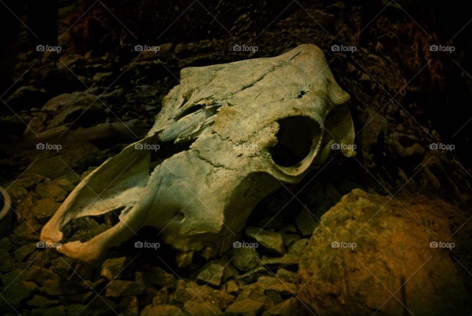 Skull