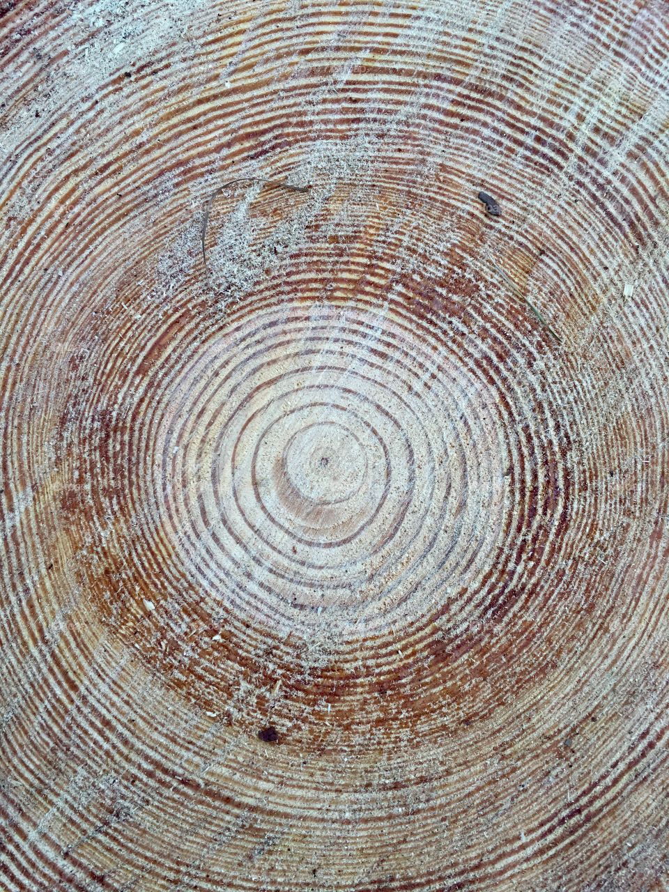 Tree rings.