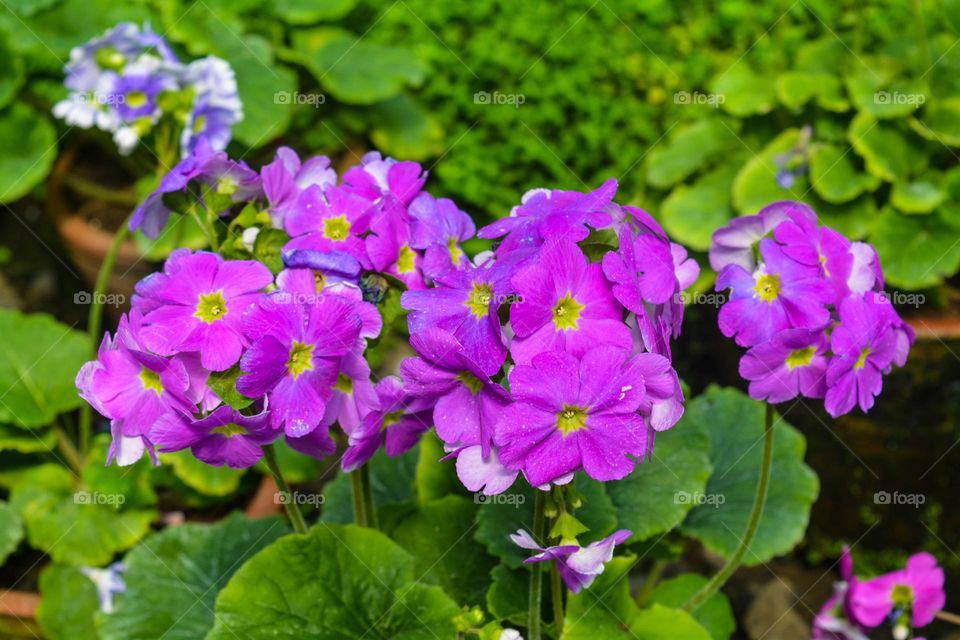 Elegance in Purple: A Cluster of Flowers