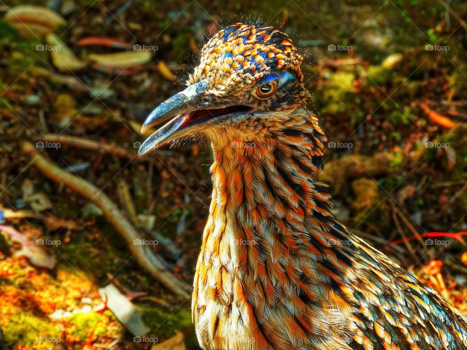 Desert roadrunner bird