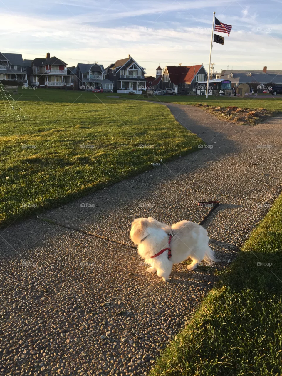 Dog 