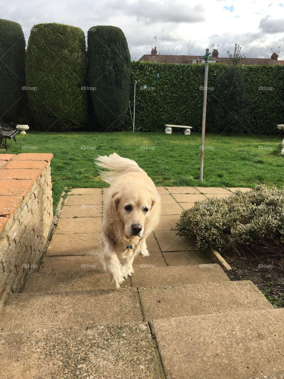 Dog, Grass, No Person, Pet, Animal