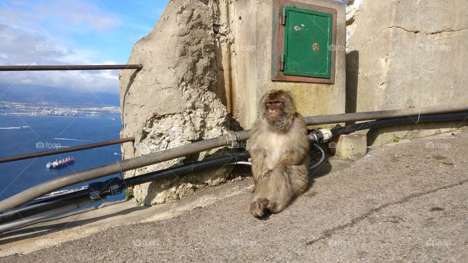 Monkey sitting on a road in Gibraltar