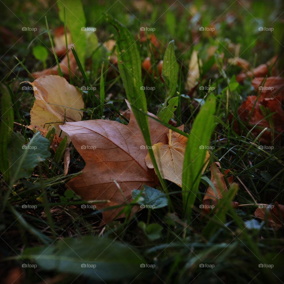 leaf. walking day