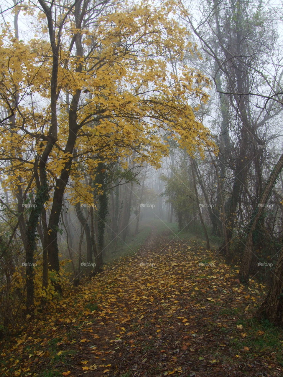 fall along the bank of the creek