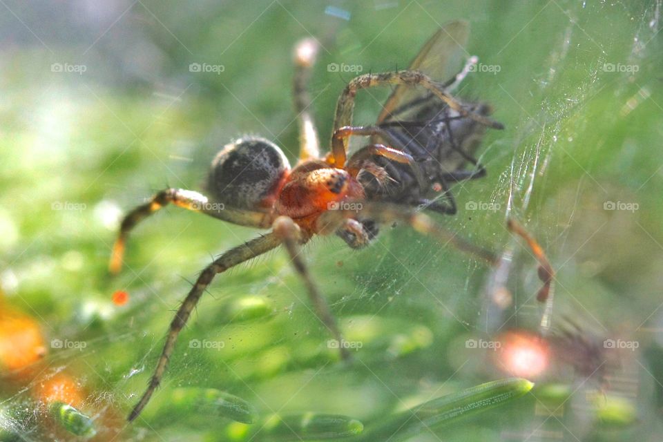 Spider eating giant fly