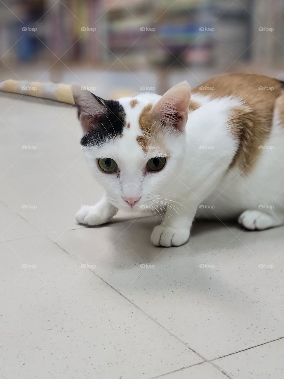 bookstore cat North Point Hong Kong