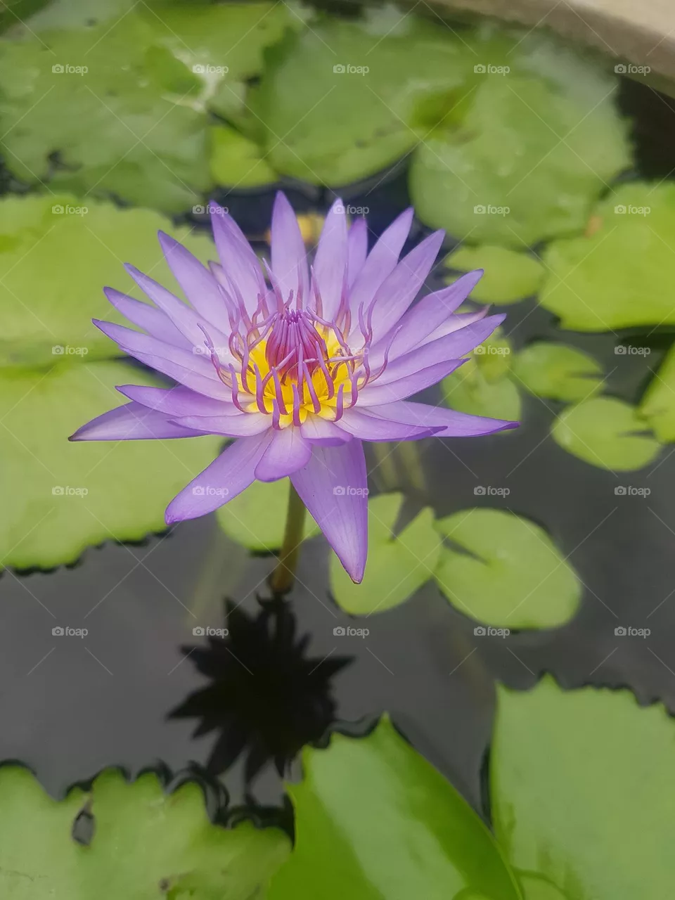 colored lotus