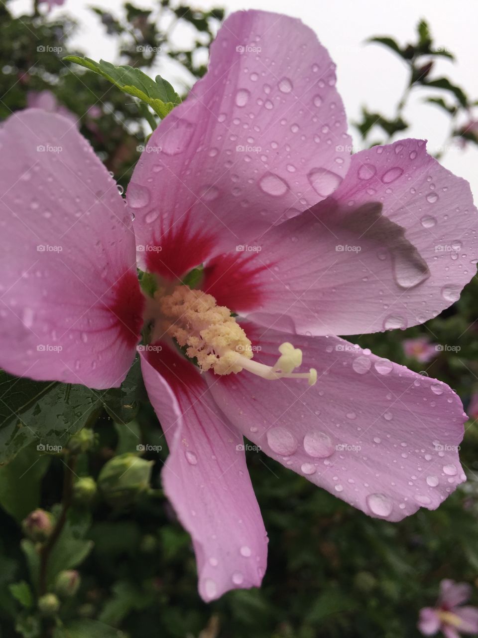 Raindrops on petals 