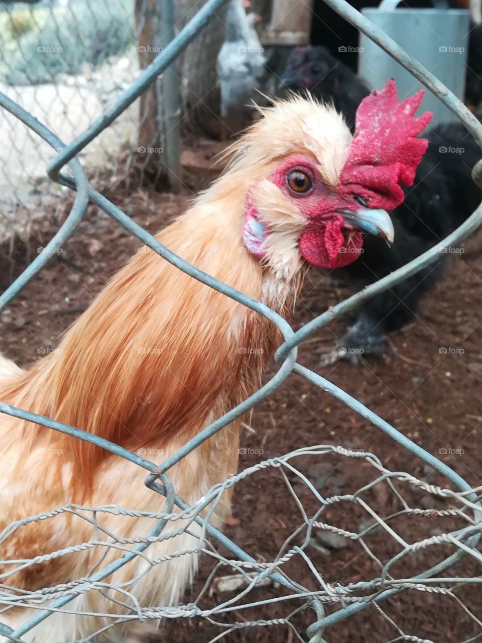 Yellow Silkie rooster looking through fence