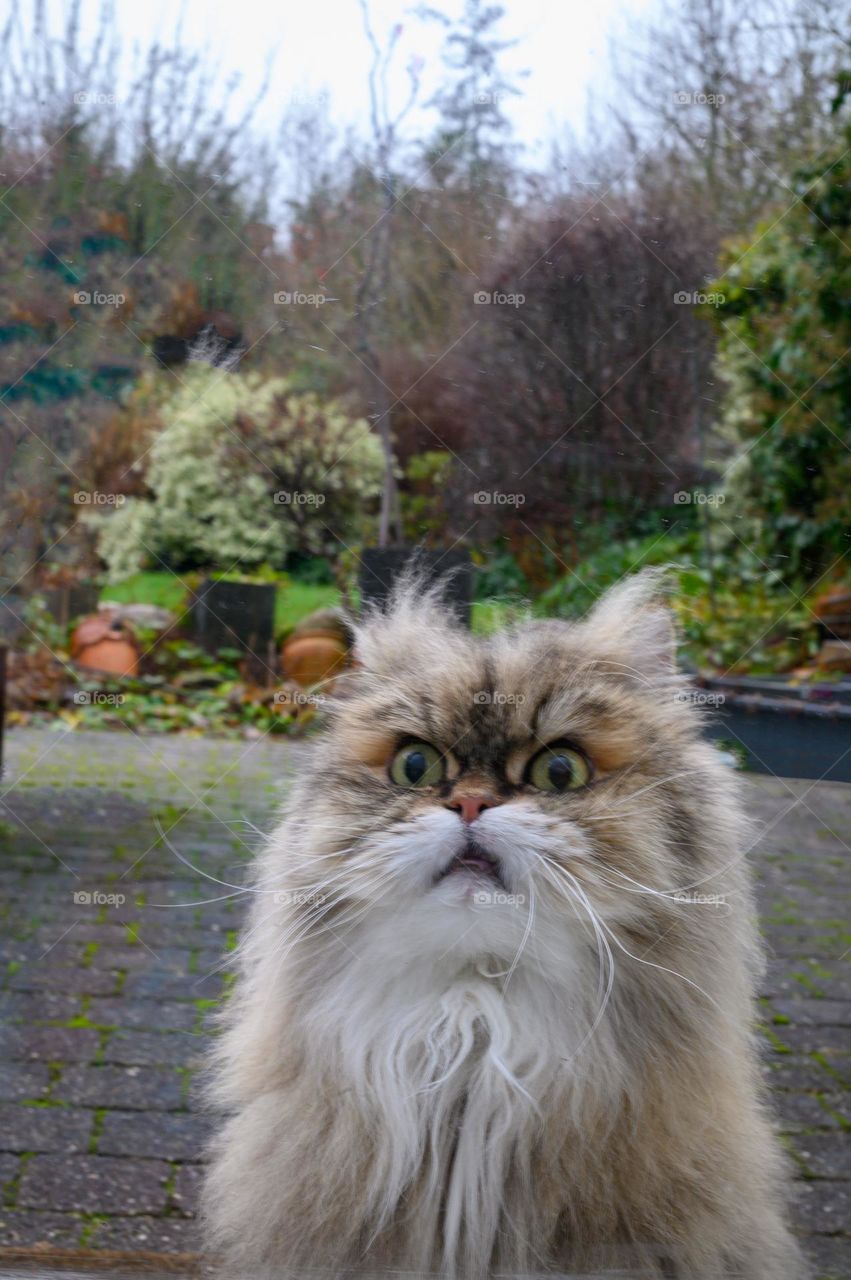 Persian hairy cat looking a bit outraged because the door is closed. Cat in our garden waiting to enter the house