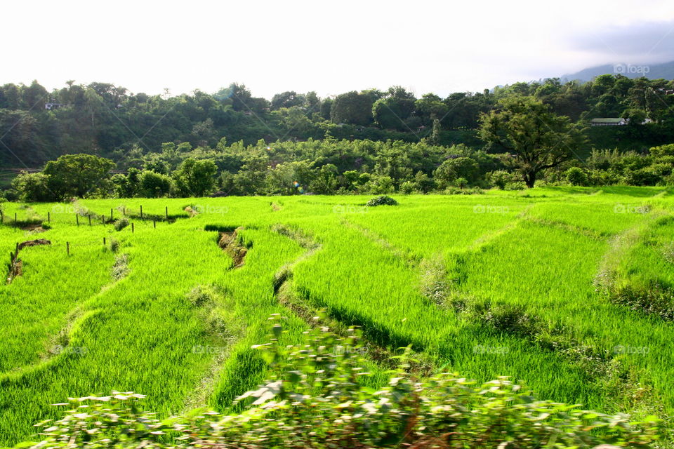 Agriculture, Landscape, Rural, Farm, Nature