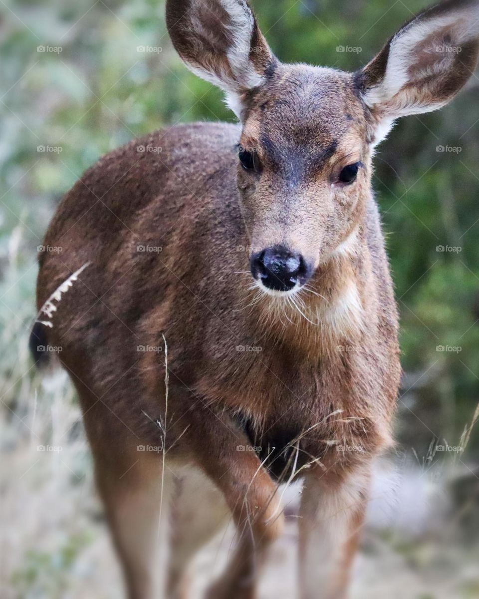 A young doe meanders through tall grasses in search of food. Tacoma, Washington 