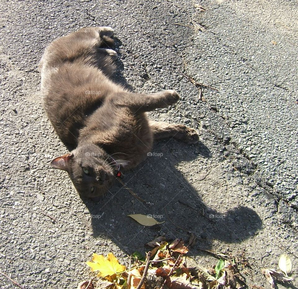 ground cat