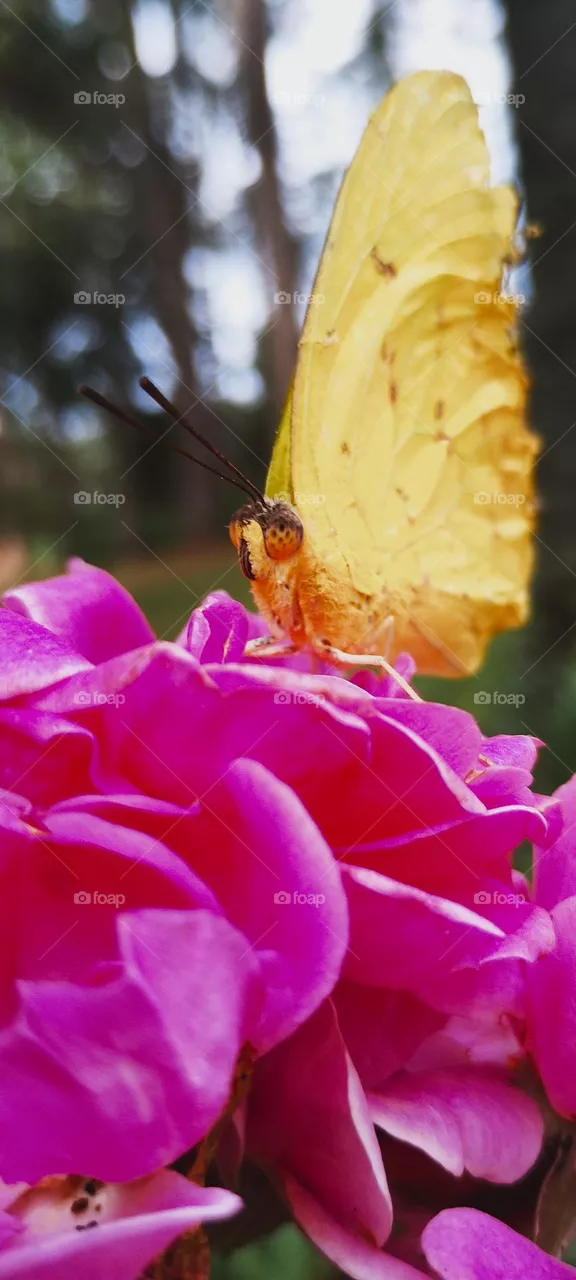 BUTTERFLY