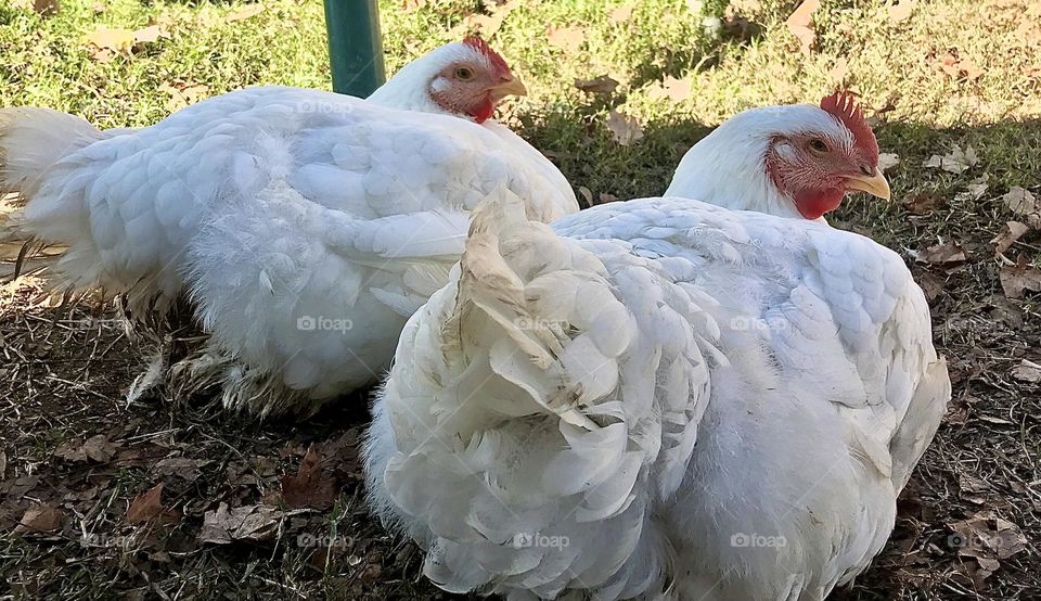 Two relaxed Cornish Cross broiler hens laying by each other.
