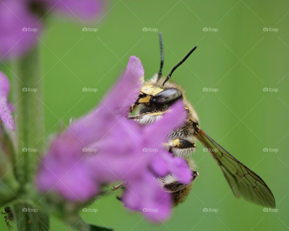 European wool carder bee searching for nectar