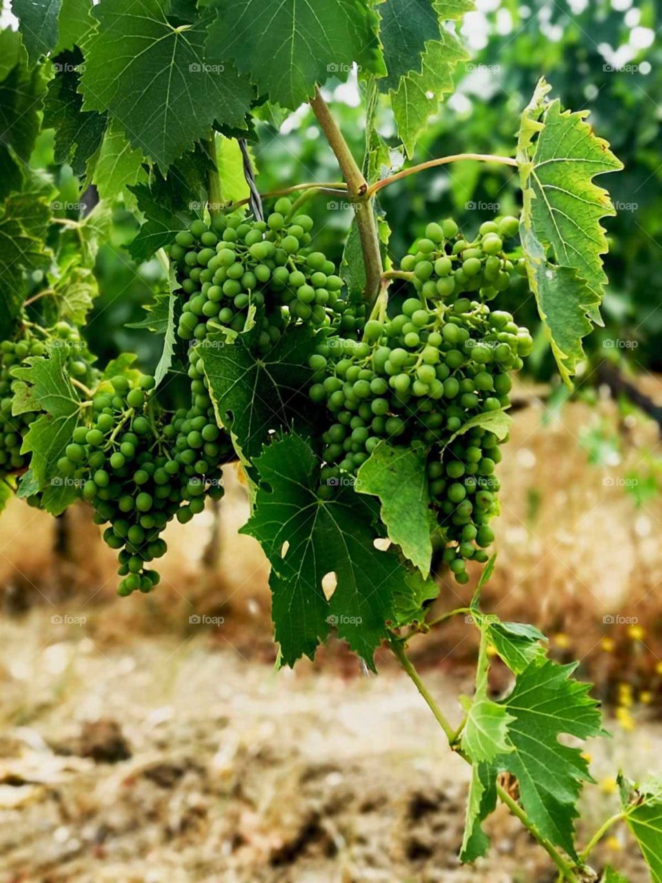 green grapes in Chianti Italy