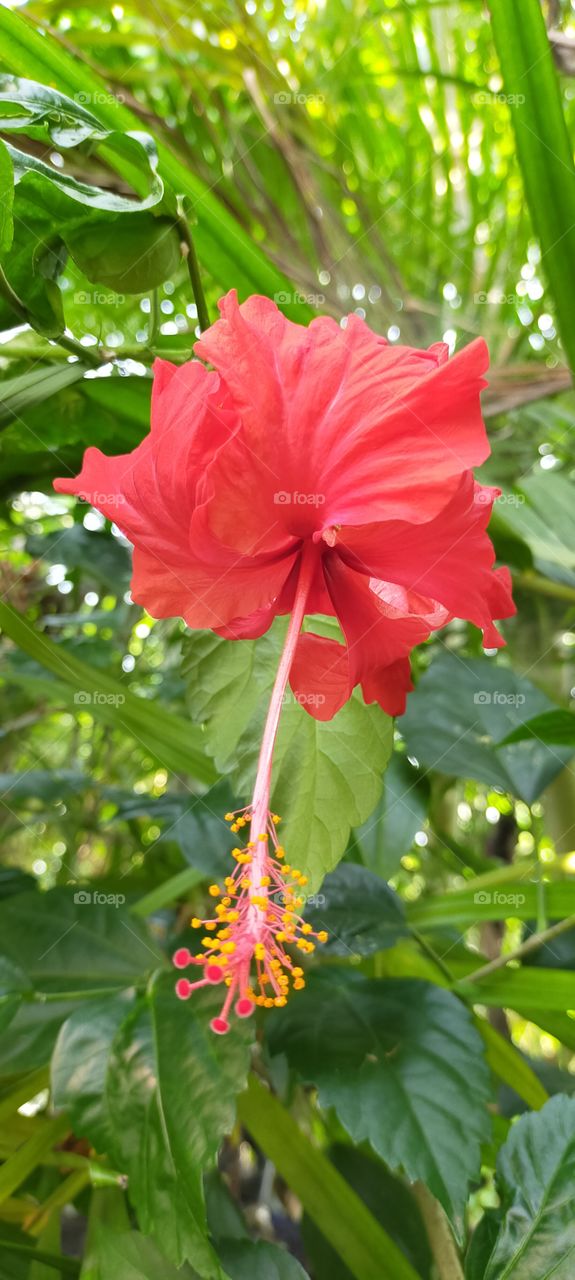 Red Hibiscus is looking fantastic.