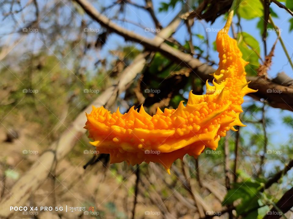 orange bitter gourd