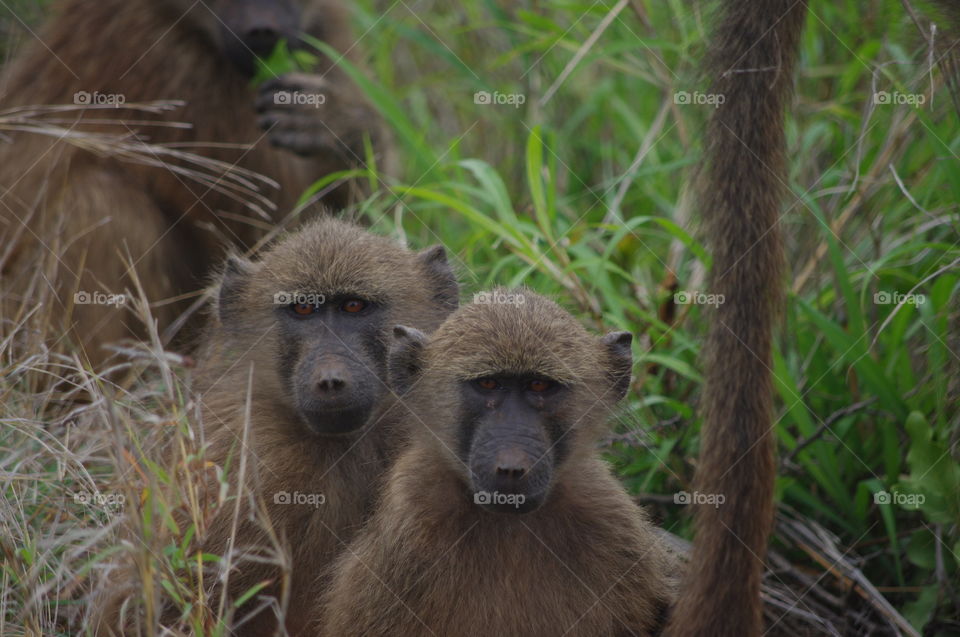 Baboons South Africa