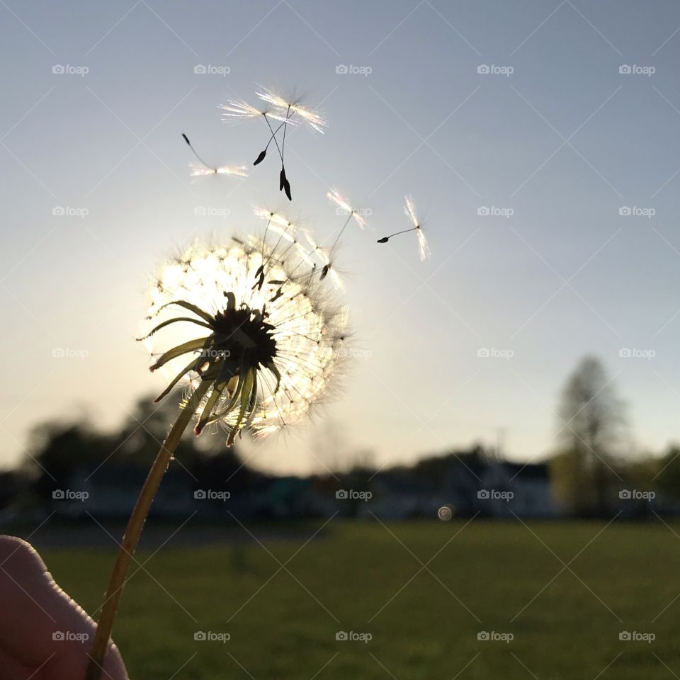 Beautiful white dandelion with seeds floating into the air and sun in the background