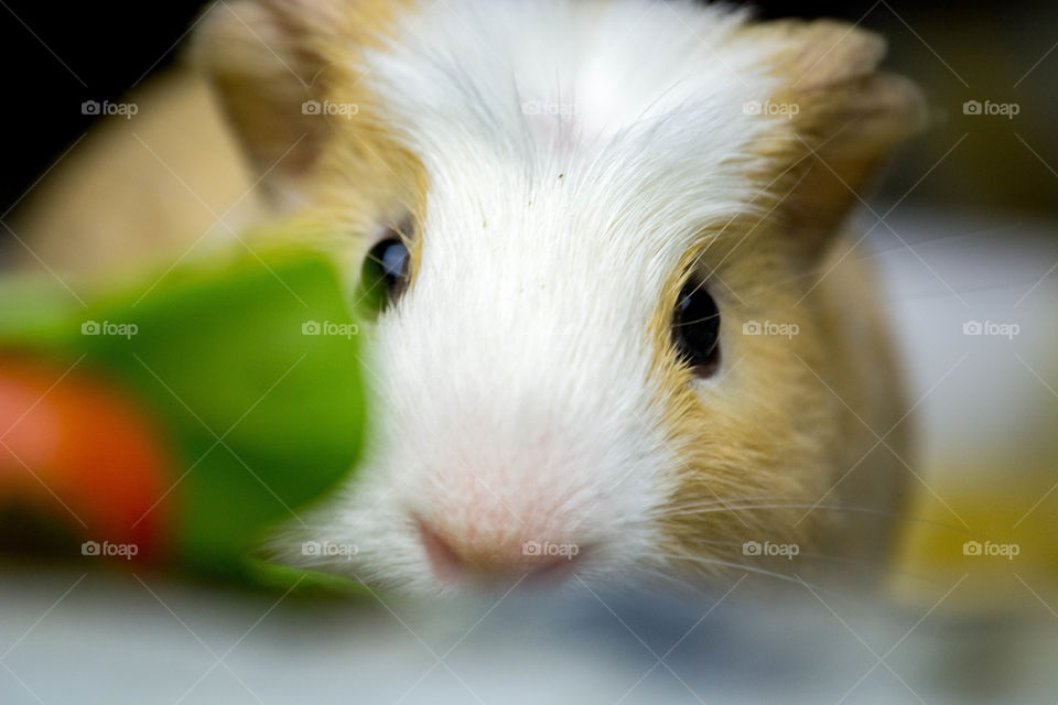 Cavy
