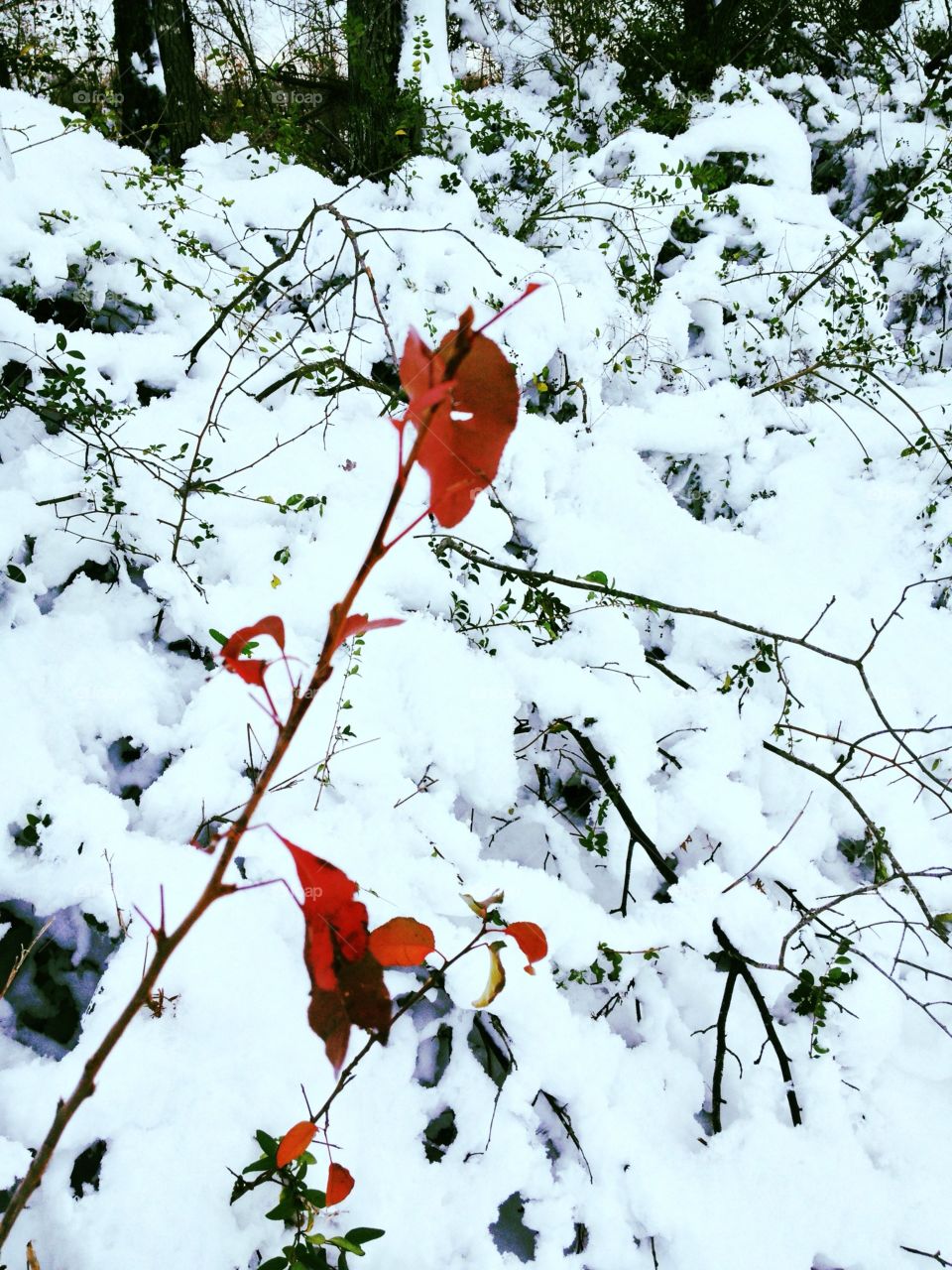 Brilliant red leaves glow against a rare December snow in rural central Arkansas