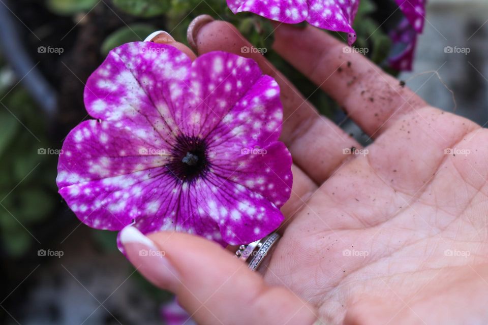 Colorful flowers