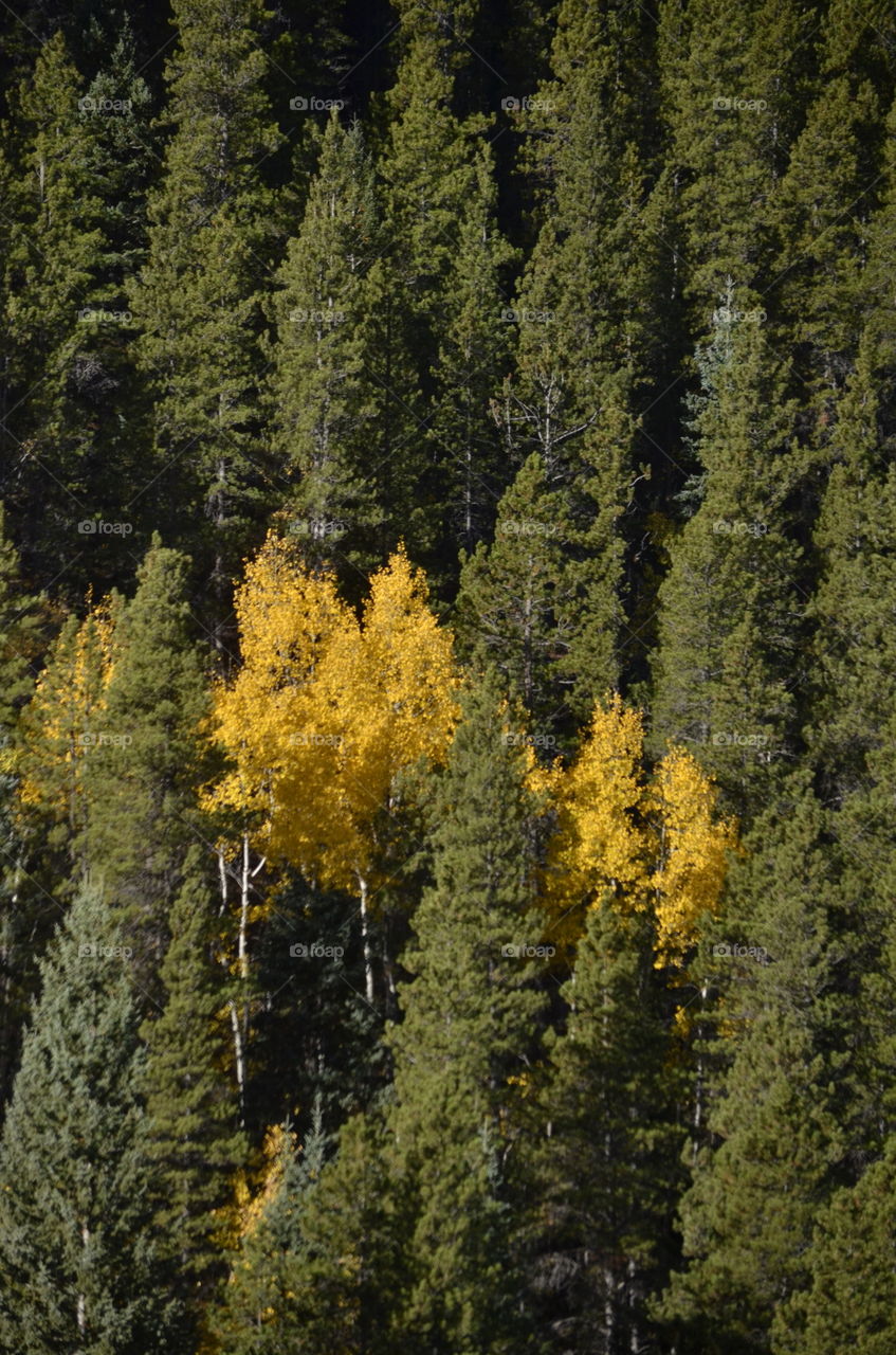 Aspens Among the Evergreen