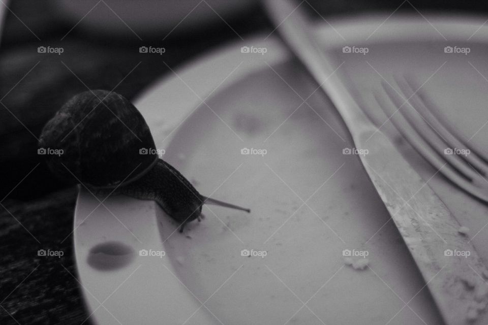 Hungry snail