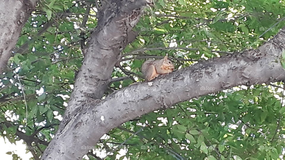 squirrel having lunch
