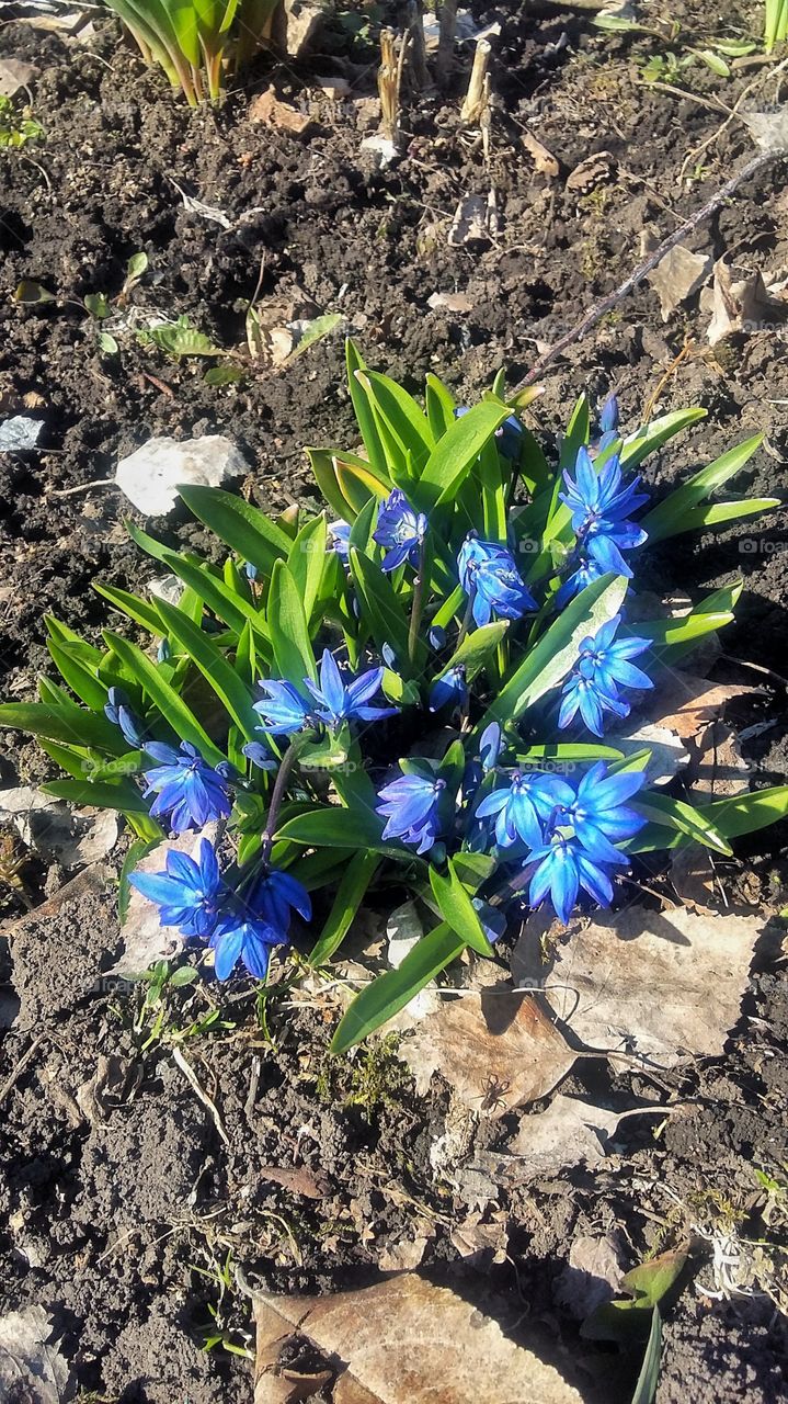 синие мелкие цветы ранней весной в саду