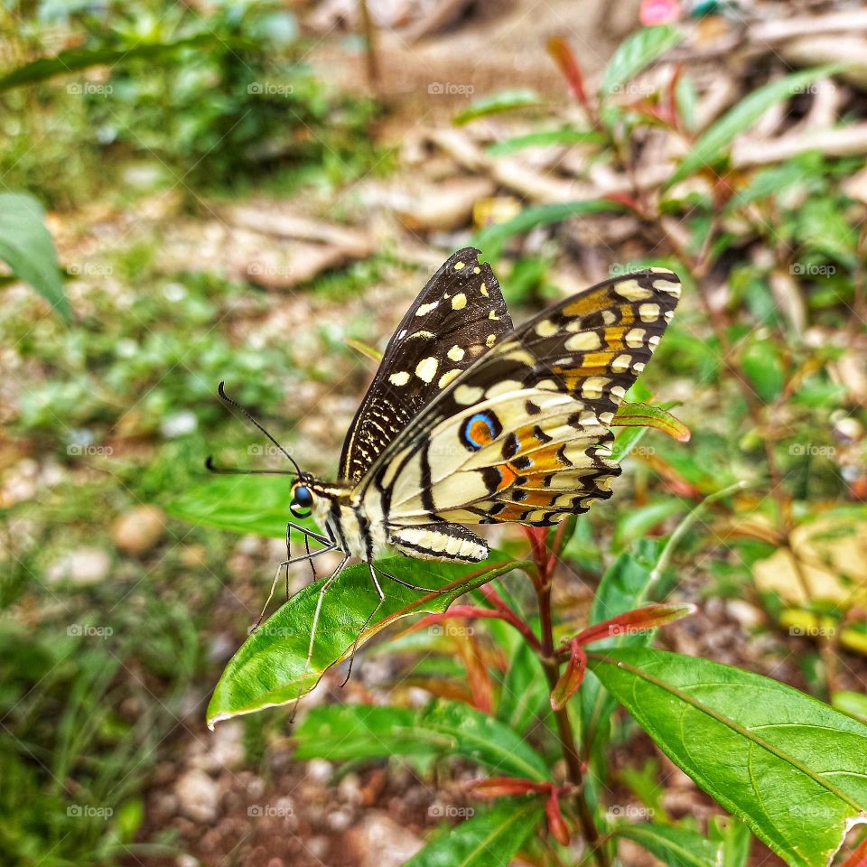 This butterfly loves to visit blooming flowers, more on small bushes than tall trees