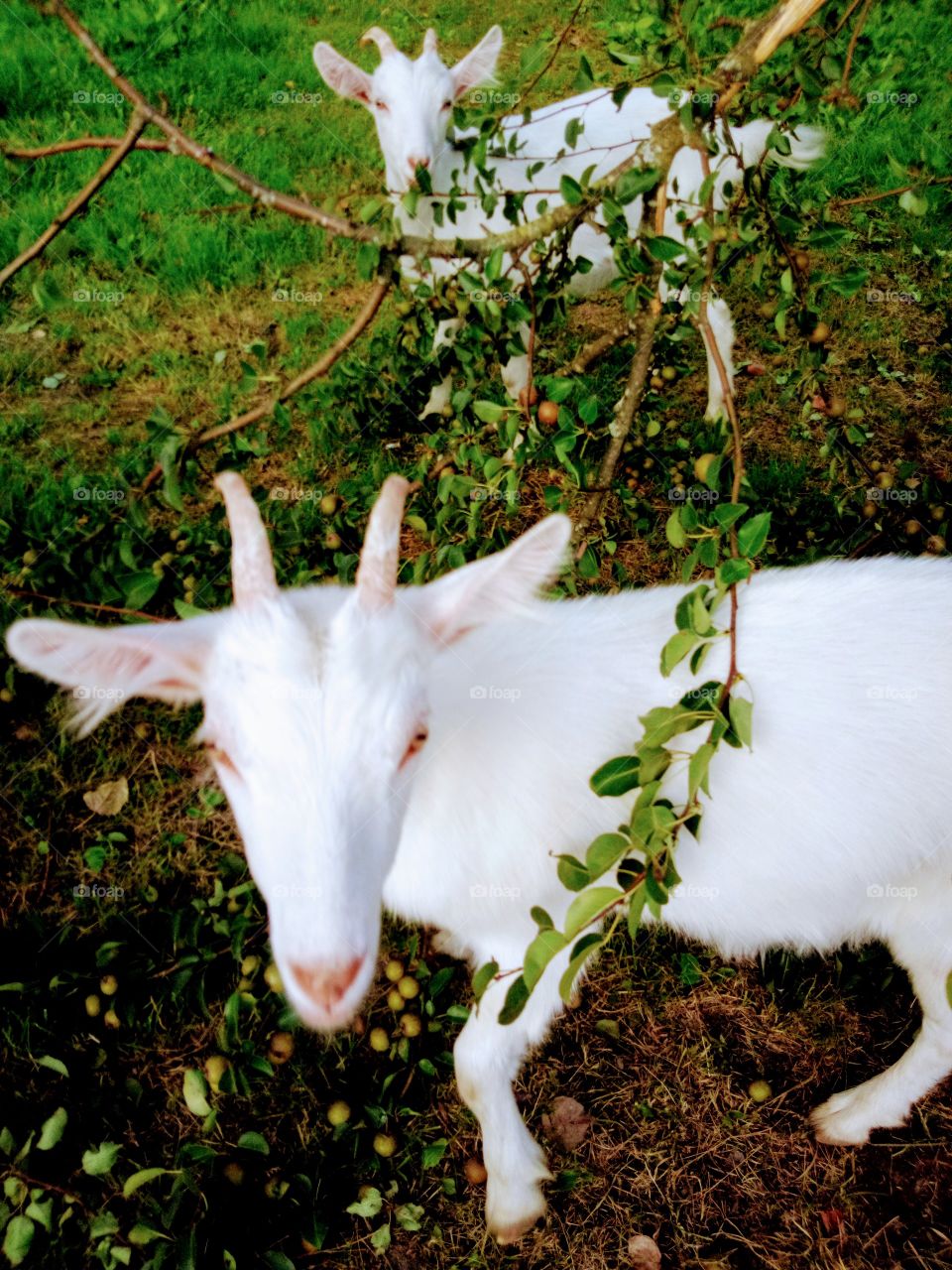 коза Ромашка