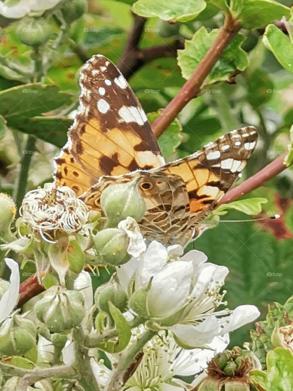 Butterfly  painted lady