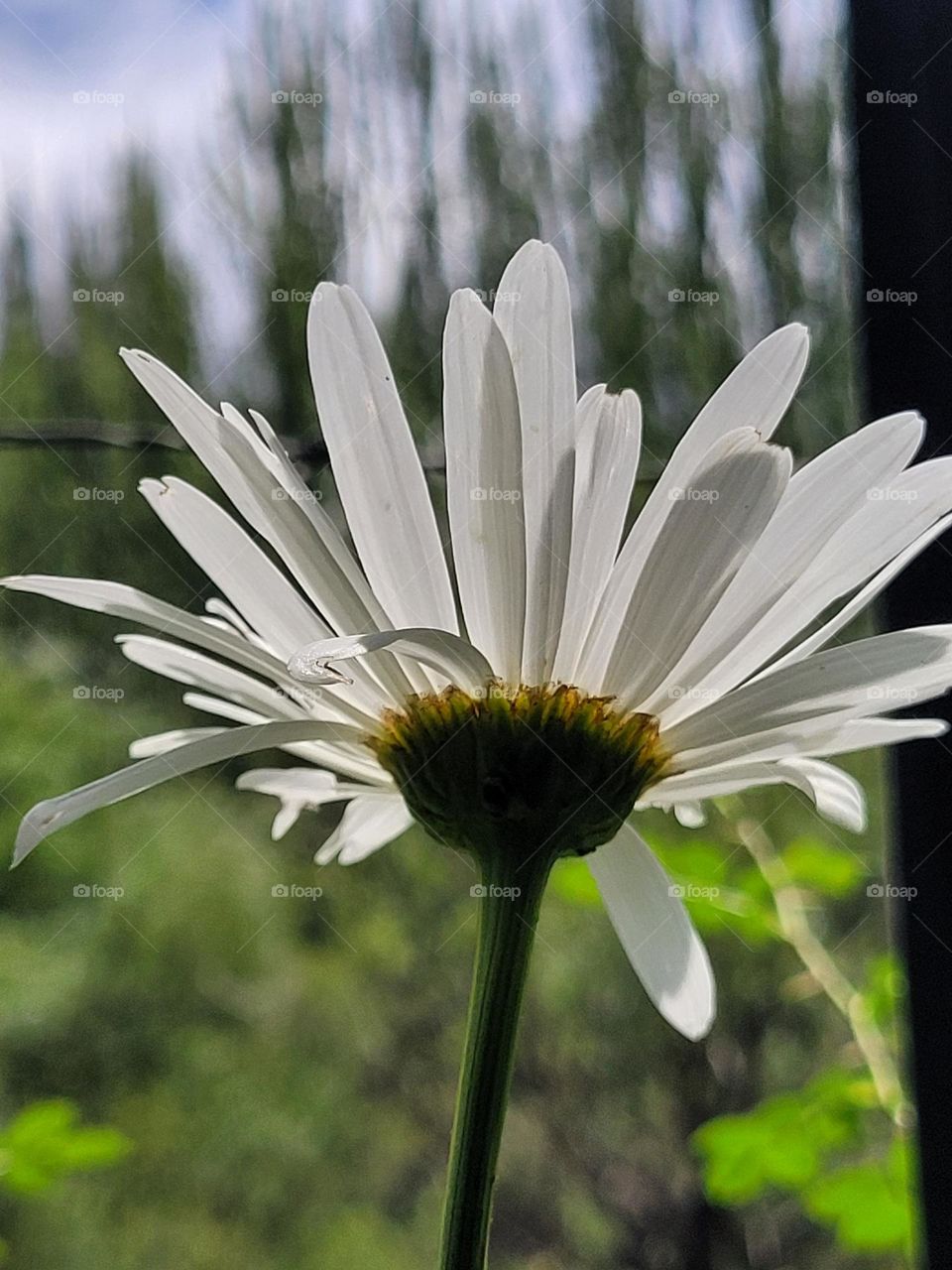 la flor blanca