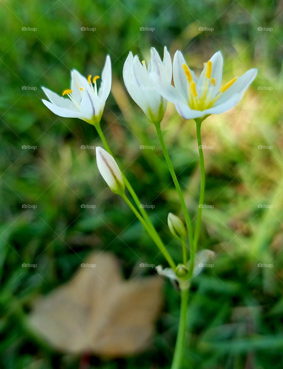 white flowers.