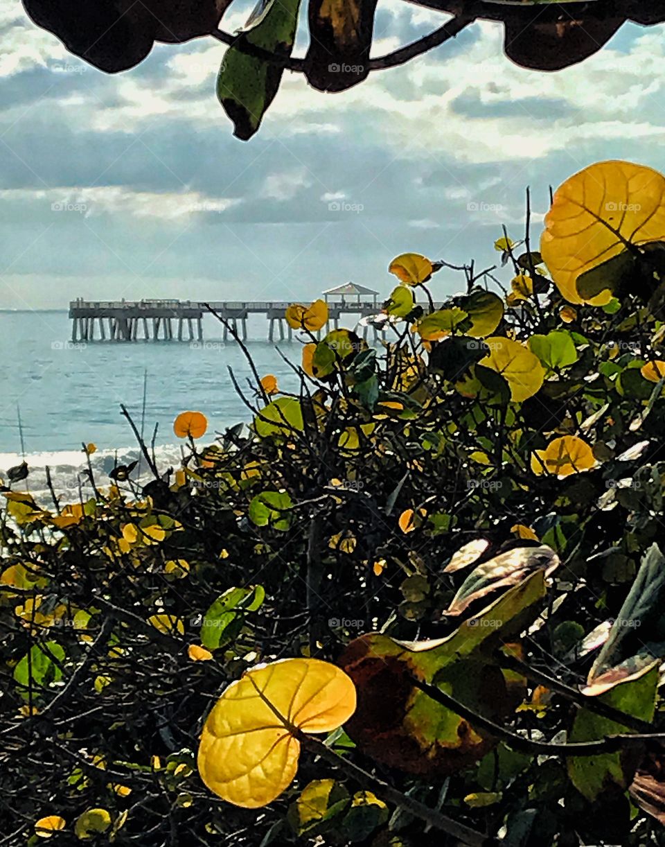 Juno beach pier